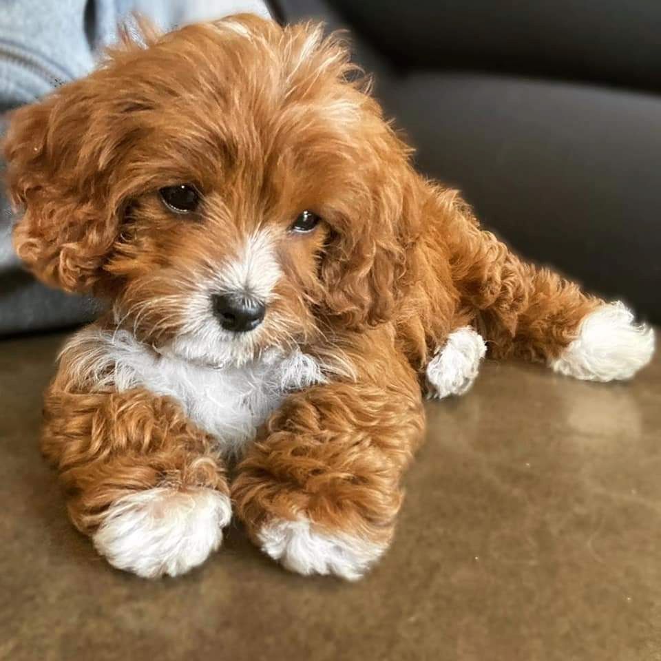 Verspielte Maltipoo Welpen zu verkaufen.