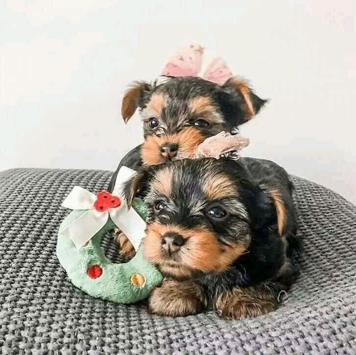 und weibliche Yorkie-Welpen