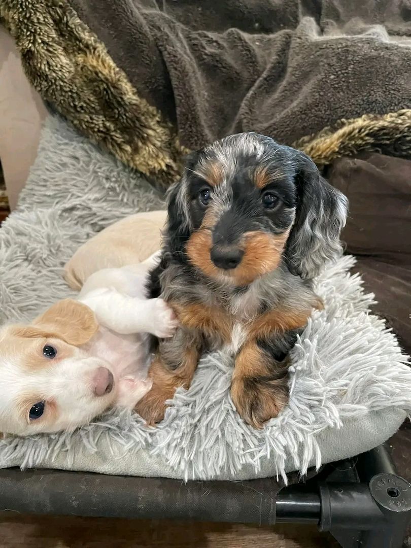 Wunderschöne Dackelwelpen