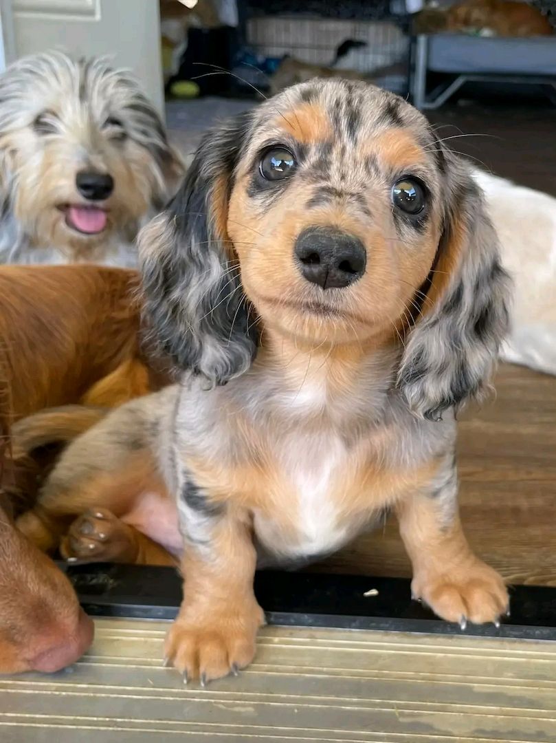 Wunderschöne Dackelwelpen