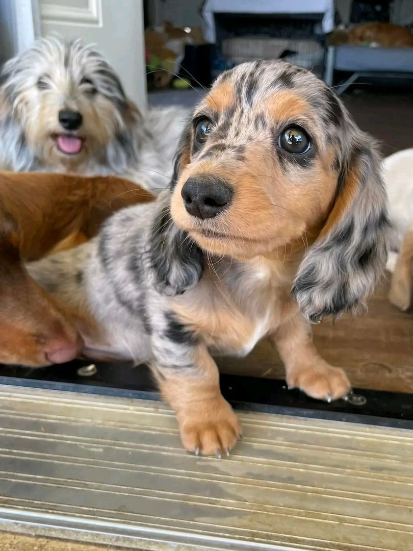 Wunderschöne Dackelwelpen