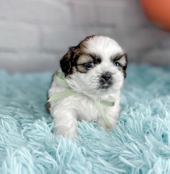 Shih Tzu Welpen zu verkaufen
