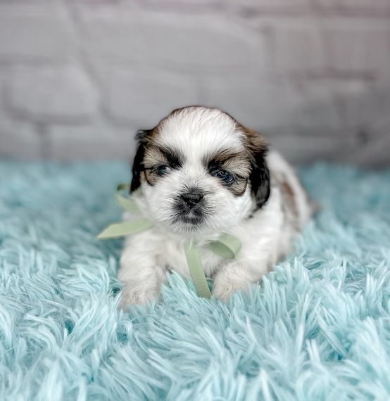 Shih Tzu Welpen zu verkaufen