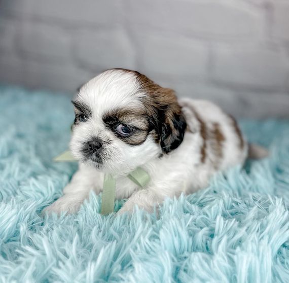 Shih Tzu Welpen zu verkaufen
