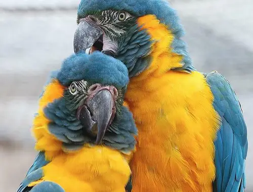 Papagei Ara gelbbrust