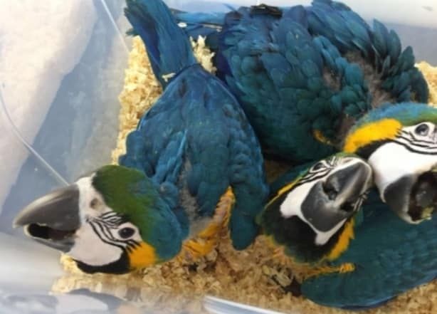 2 Gelbbrustaras (Männchen und Weibchen) 2 Gelbbrustaras (Männchen und Weibchen)