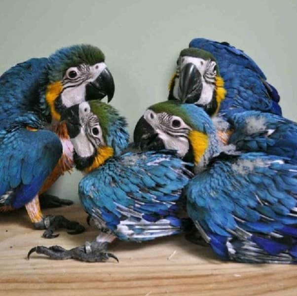 Gelbbrustaras-Papagei