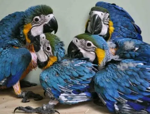 Gelbbrustaras-Papagei