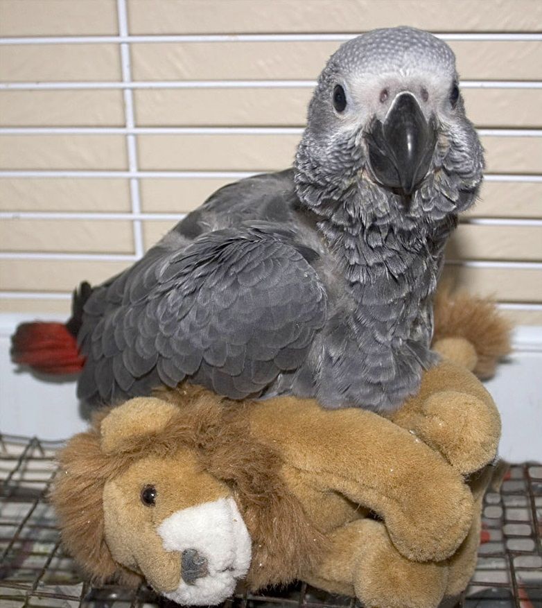 Graupapageienbabys abzugeben.