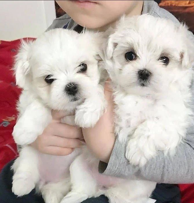 Wunderschöne Malteser Welpen zur Vermittlung