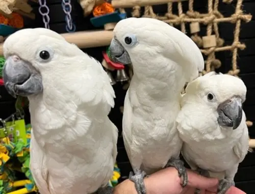 Junge 3 Weißhaubenkakadu Papageien