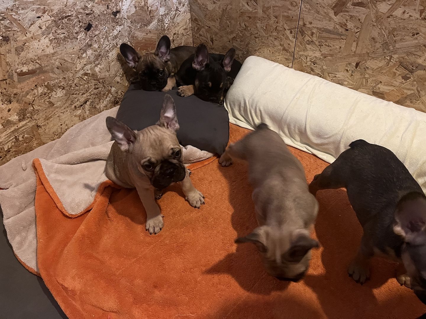 Französische Bulldoggen Welpen in liebevolles Zuhause abzugeben Französische Bulldoggen Welpen in liebevolles Zuhause abzugeben