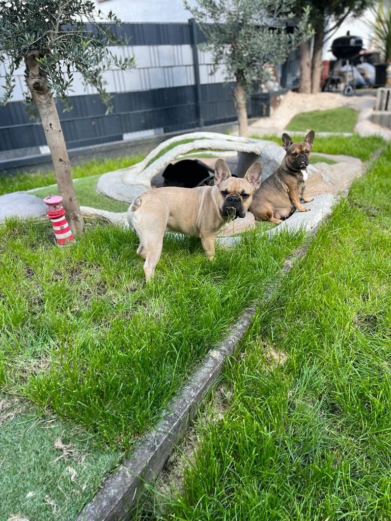 Französische Bulldoggen Welpen in liebevolles Zuhause abzugeben Französische Bulldoggen Welpen in liebevolles Zuhause abzugeben