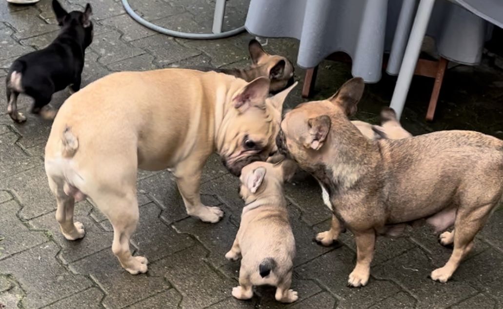 Französische Bulldoggen Welpen in liebevolles Zuhause abzugeben Französische Bulldoggen Welpen in liebevolles Zuhause abzugeben