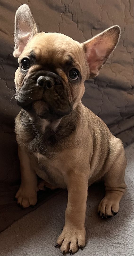 Französische Bulldoggen Welpen in liebevolles Zuhause abzugeben Französische Bulldoggen Welpen in liebevolles Zuhause abzugeben