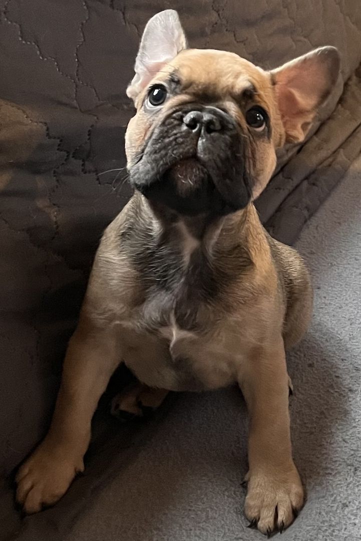 Französische Bulldoggen Welpen in liebevolles Zuhause abzugeben Französische Bulldoggen Welpen in liebevolles Zuhause abzugeben