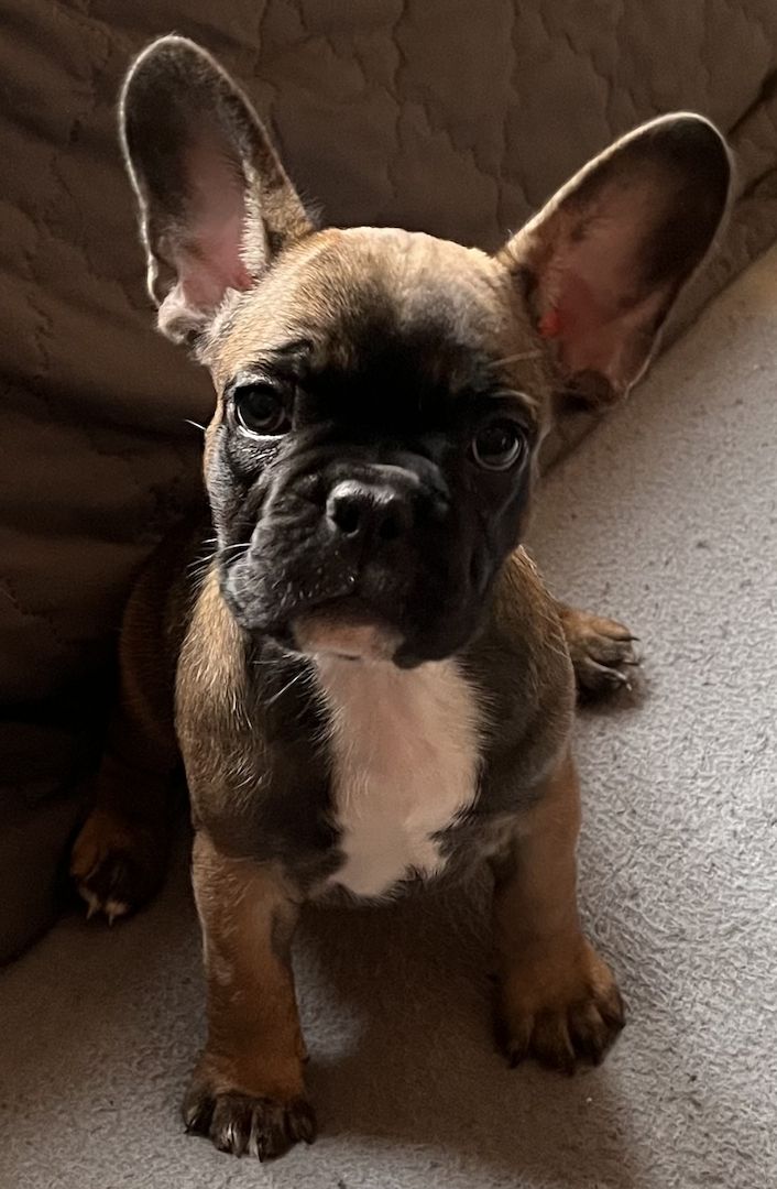 Französische Bulldoggen Welpen in liebevolles Zuhause abzugeben Französische Bulldoggen Welpen in liebevolles Zuhause abzugeben