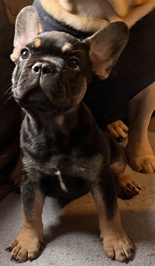 Französische Bulldoggen Welpen in liebevolles Zuhause abzugeben Französische Bulldoggen Welpen in liebevolles Zuhause abzugeben