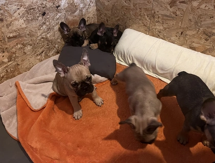 Französische Bulldoggen Welpen in liebevolles Zuhause abzugeben