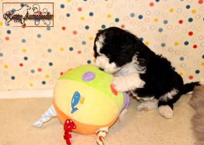 Mini Aussiedoodle Welpen Mini Aussiedoodle Welpen