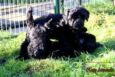 Mini Aussiedoodle Welpen Mini Aussiedoodle Welpen