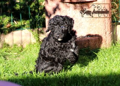 Mini Aussiedoodle Welpen Mini Aussiedoodle Welpen