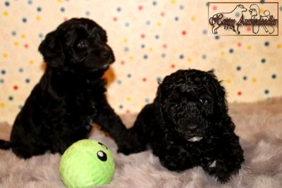 Mini Aussiedoodle Welpen Mini Aussiedoodle Welpen
