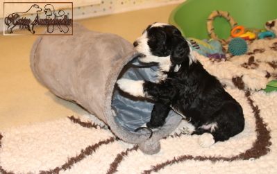 Mini Aussiedoodle Welpen Mini Aussiedoodle Welpen
