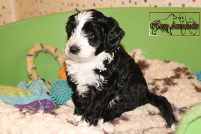 Mini Aussiedoodle Welpen Mini Aussiedoodle Welpen