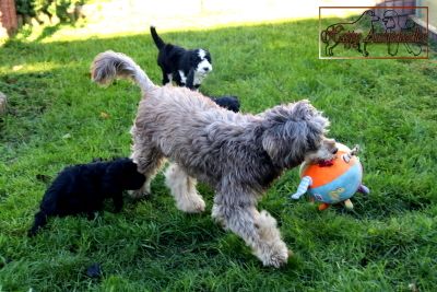 Mini Aussiedoodle Welpen Mini Aussiedoodle Welpen