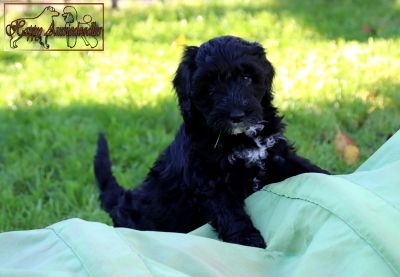 Mini Aussiedoodle Welpen Mini Aussiedoodle Welpen