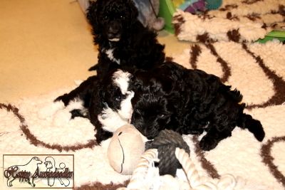 Mini Aussiedoodle Welpen Mini Aussiedoodle Welpen