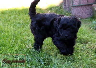 Mini Aussiedoodle Welpen Mini Aussiedoodle Welpen