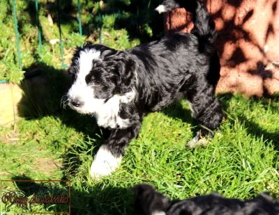 Mini Aussiedoodle Welpen Mini Aussiedoodle Welpen