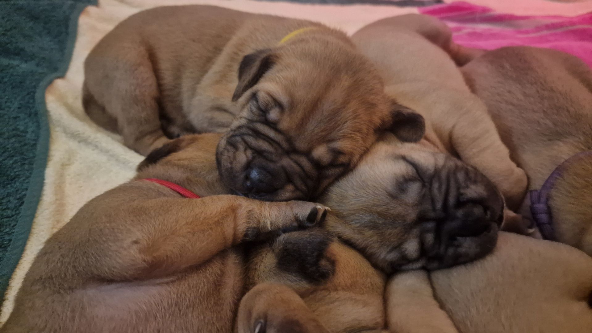 Bordeaux-Mastiff-Bullmastiff Welpen