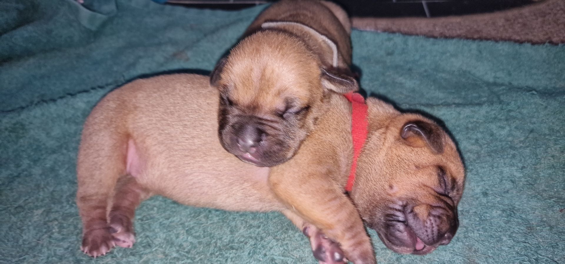 Bordeaux-Mastiff-Bullmastiff Welpen