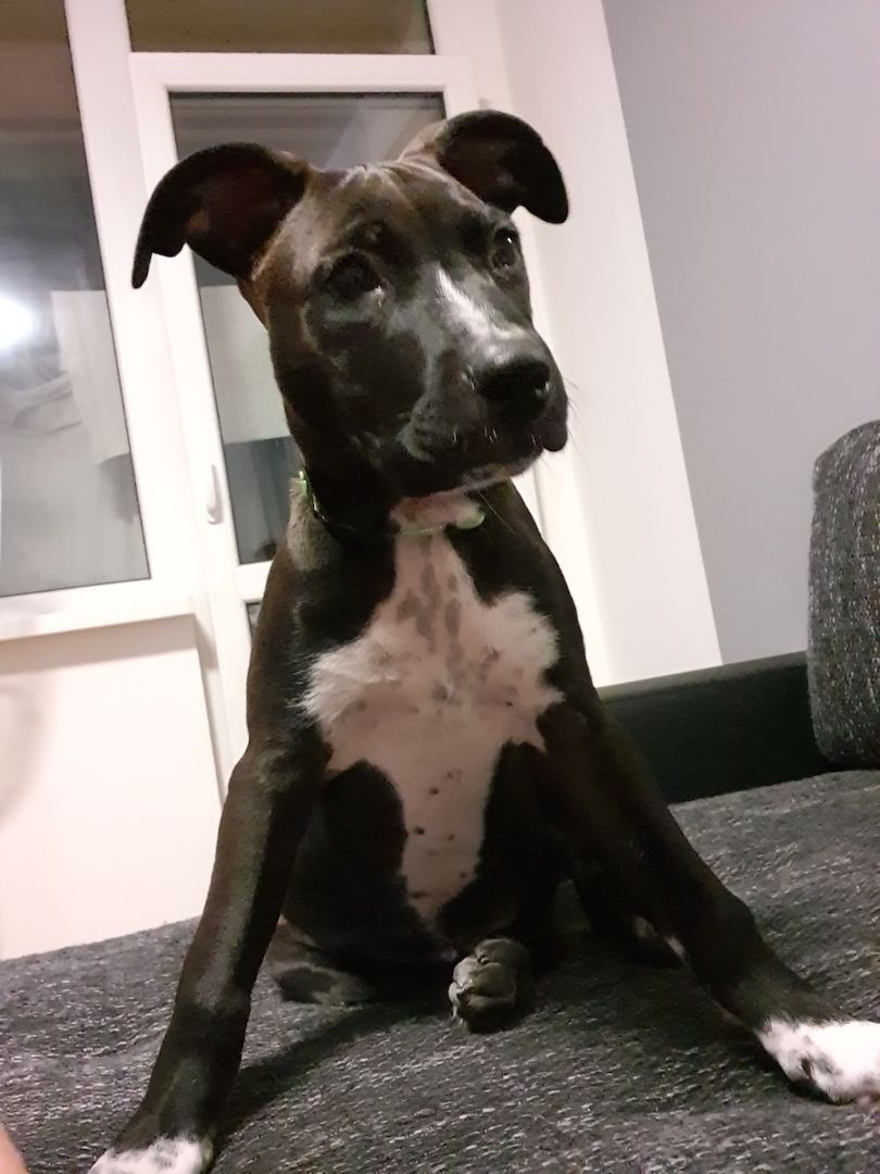 Bully 6 Monate alter Hund Bully 6 Monate alter Hund