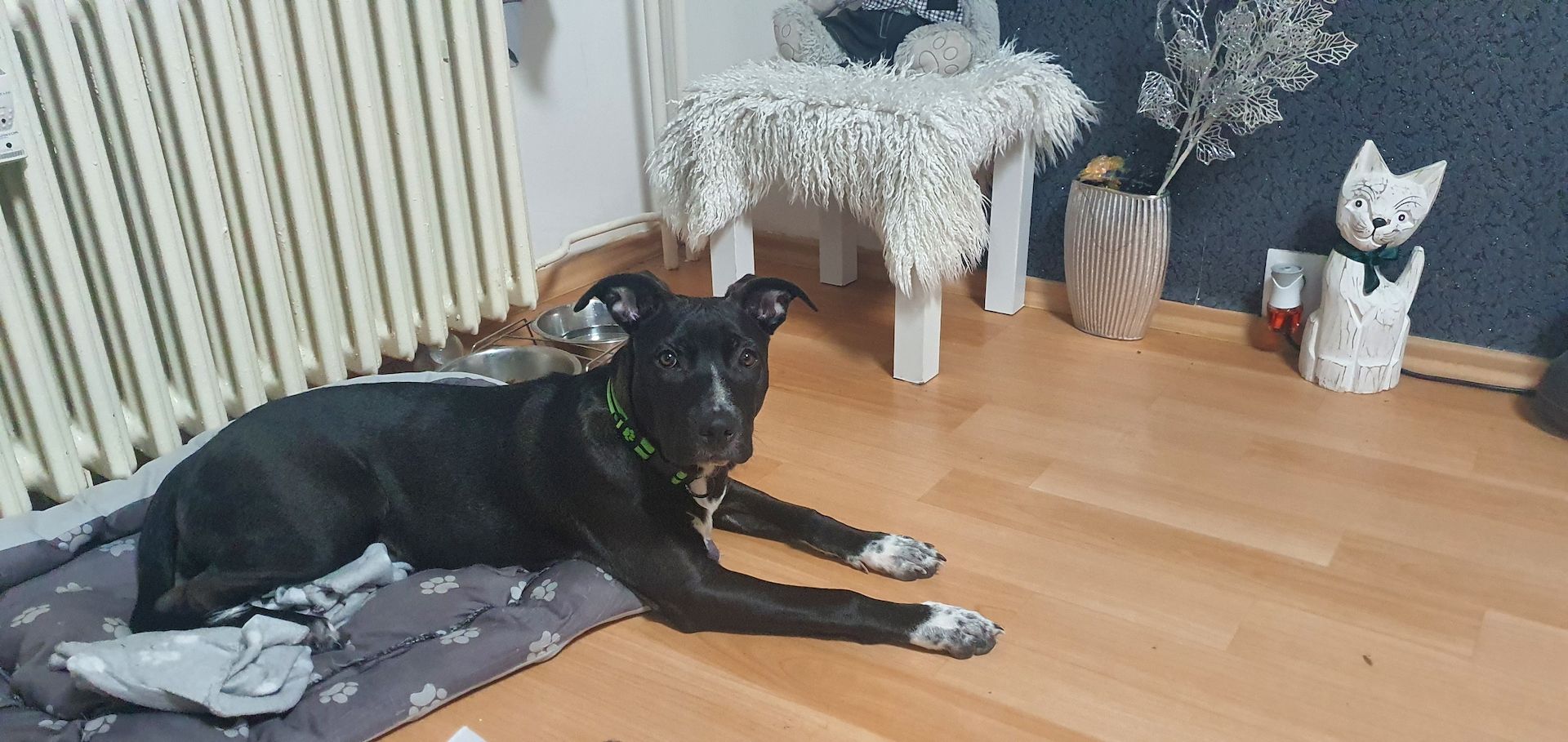 Bully 6 Monate alter Hund Bully 6 Monate alter Hund