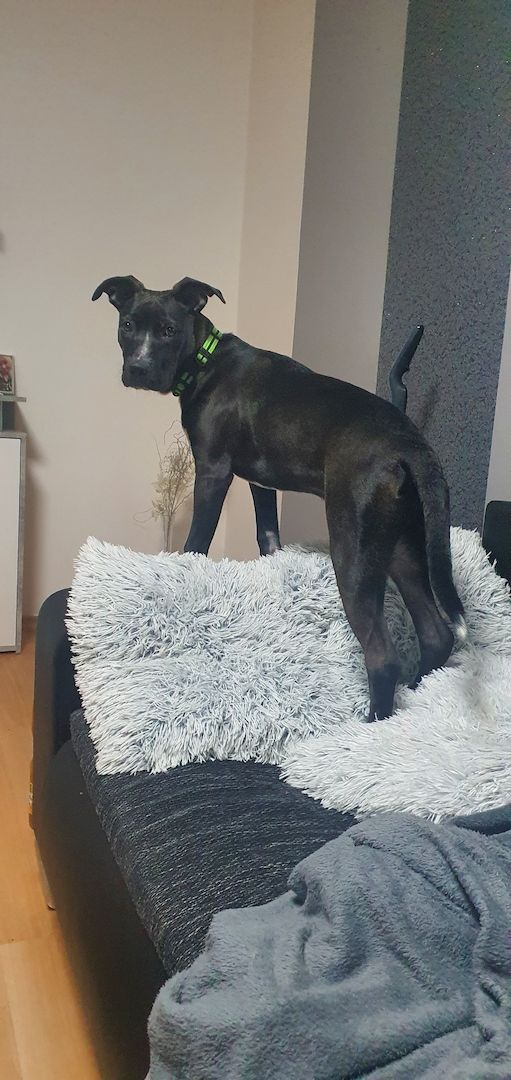 Bully 6 Monate alter Hund Bully 6 Monate alter Hund