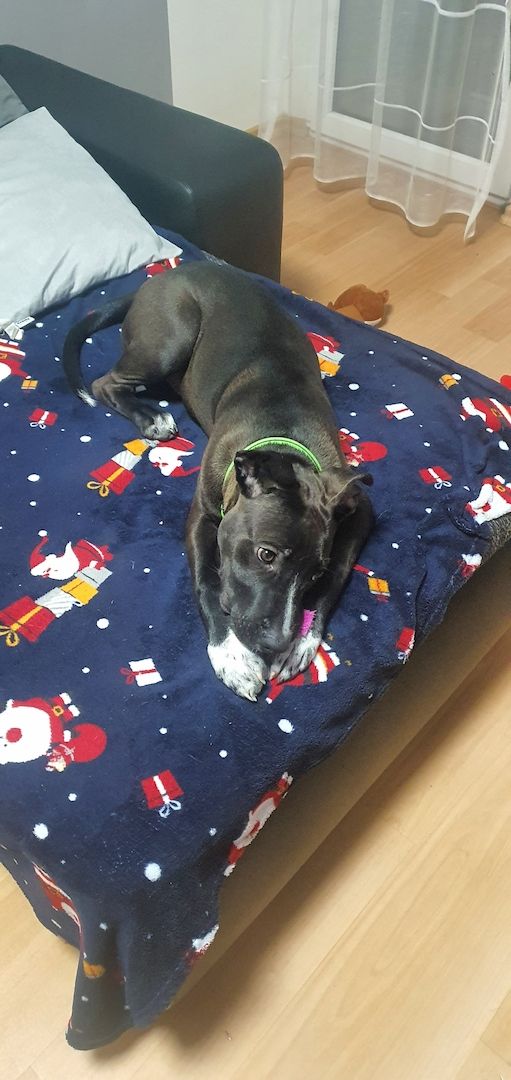 Bully 6 Monate alter Hund Bully 6 Monate alter Hund