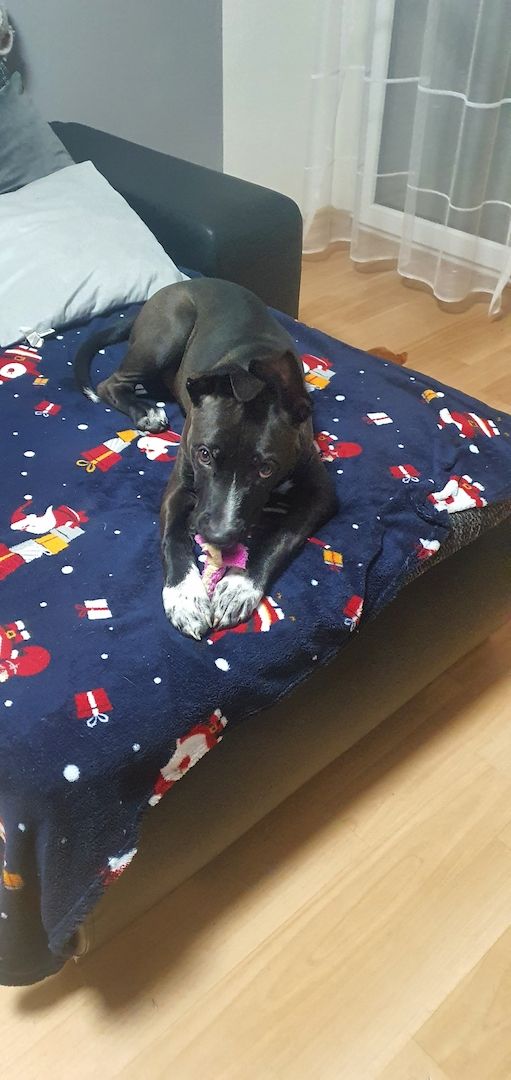 Bully 6 Monate alter Hund Bully 6 Monate alter Hund