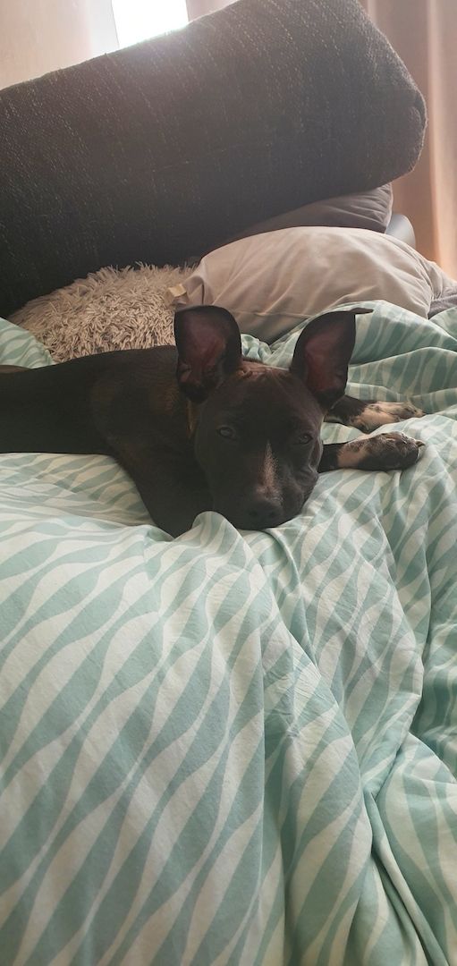 Bully 6 Monate alter Hund Bully 6 Monate alter Hund