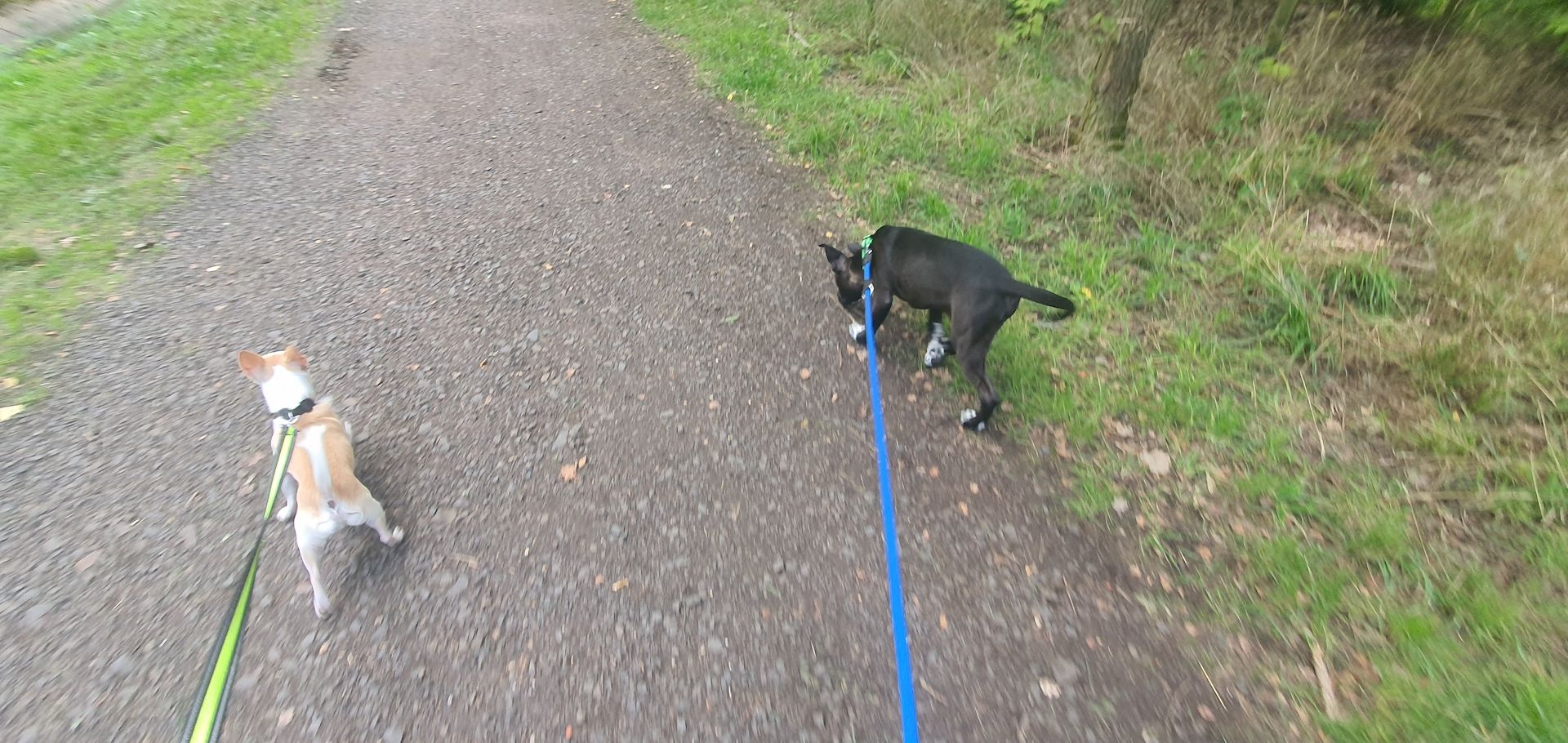 Bully 6 Monate alter Hund Bully 6 Monate alter Hund