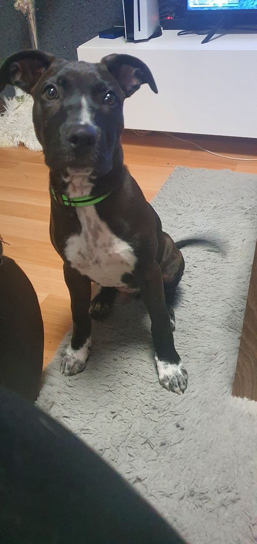 Bully 6 Monate alter Hund Bully 6 Monate alter Hund