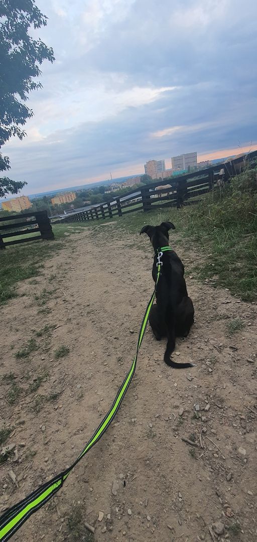 Bully 6 Monate alter Hund Bully 6 Monate alter Hund