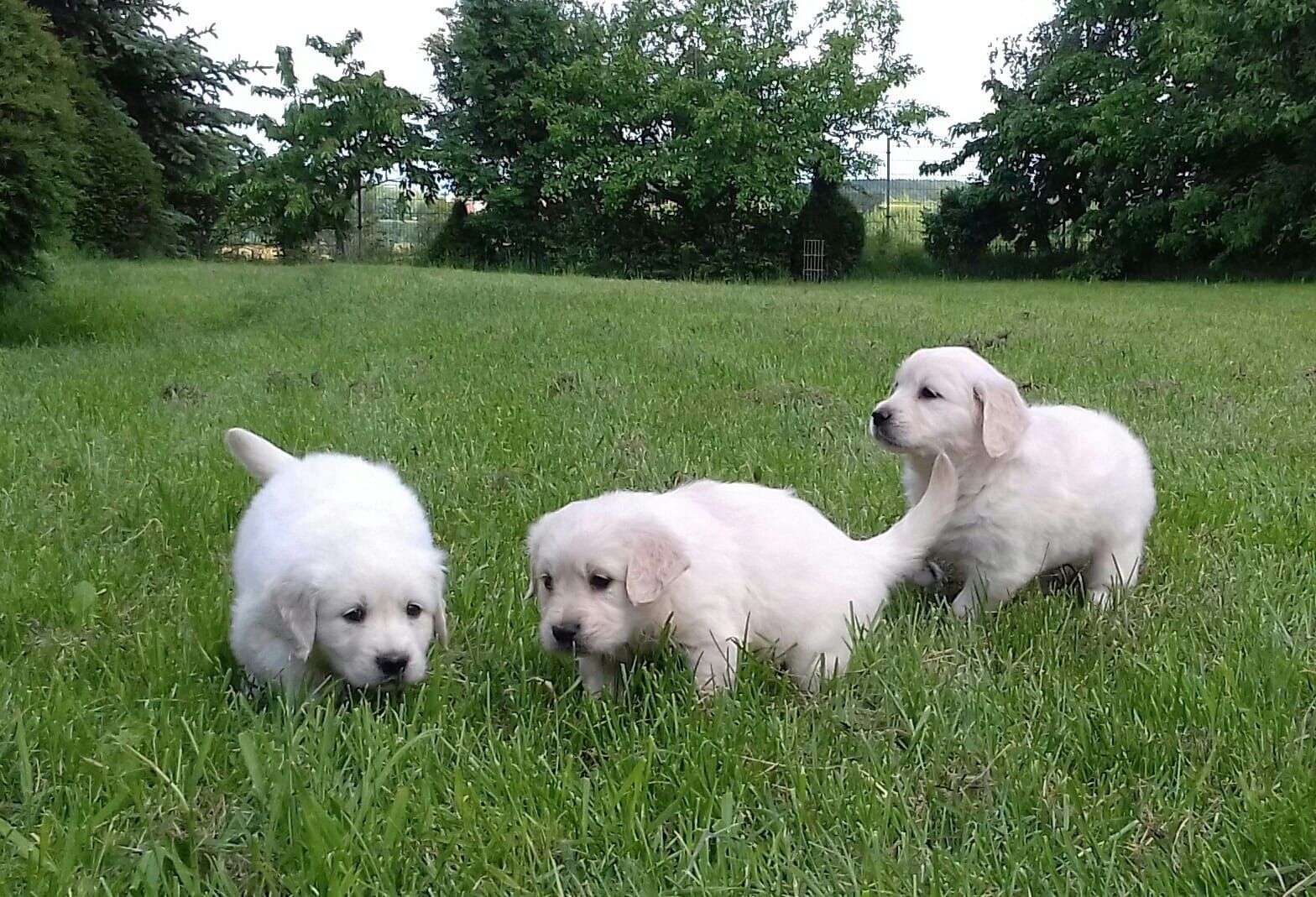 Erhältlich Golden Retriever Welpen Erhältlich Golden Retriever Welpen
