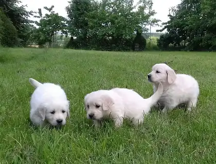 Erhältlich Golden Retriever Welpen