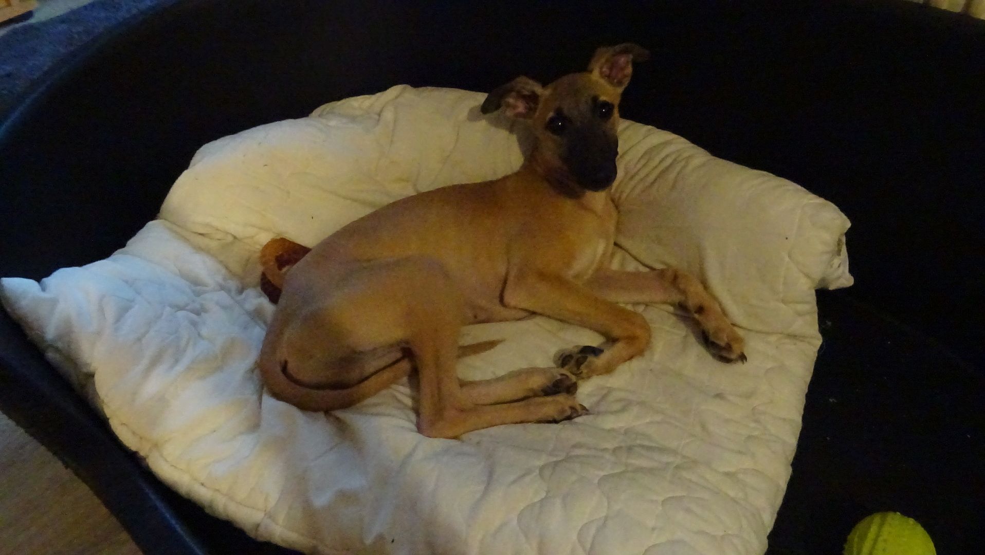 1 wunderschöner Whippet Welpe 1 wunderschöner Whippet Welpe