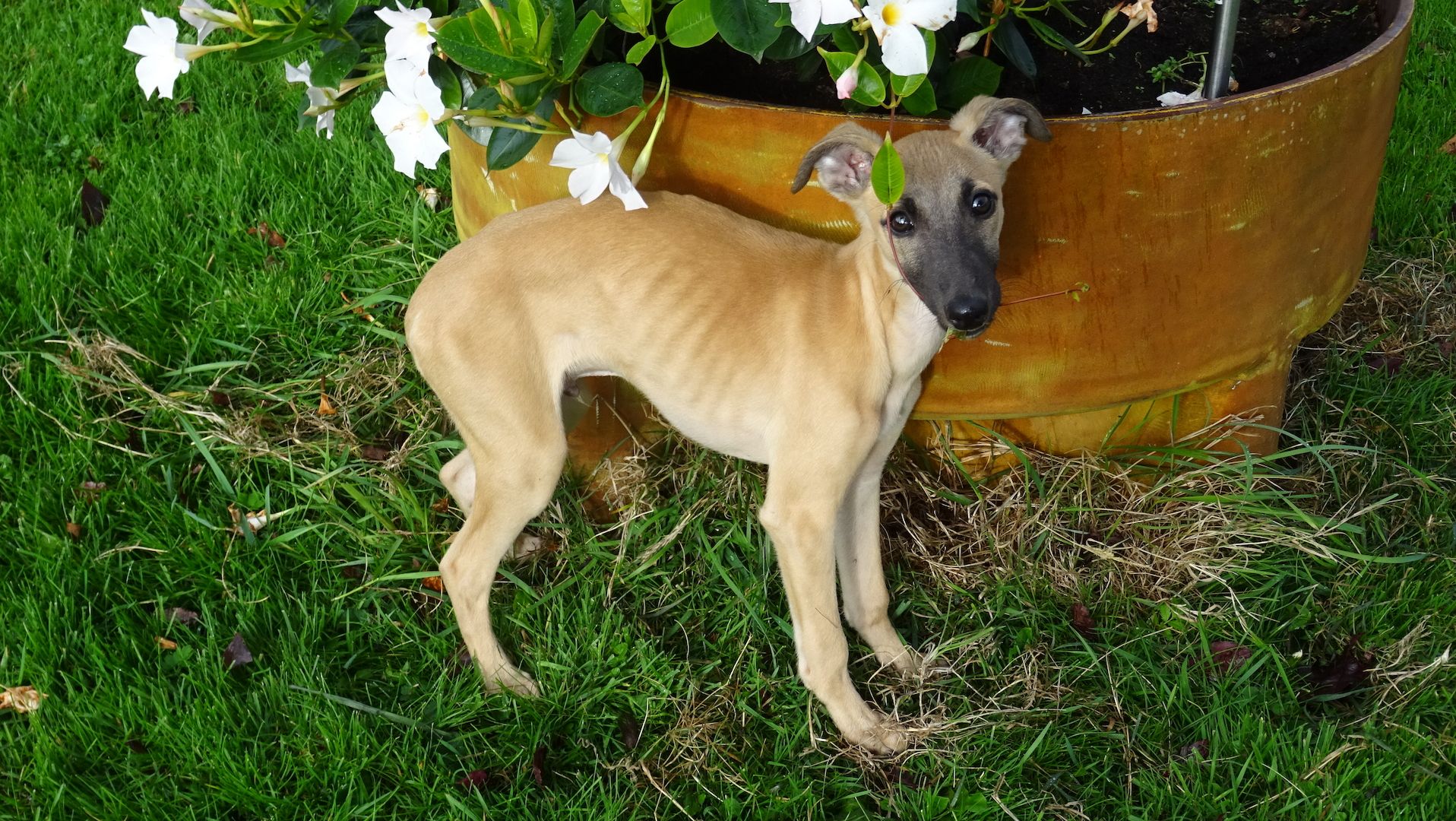 1 wunderschöner Whippet Welpe 1 wunderschöner Whippet Welpe