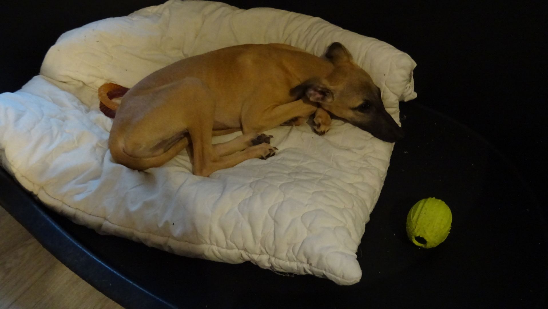 1 wunderschöner Whippet Welpe 1 wunderschöner Whippet Welpe